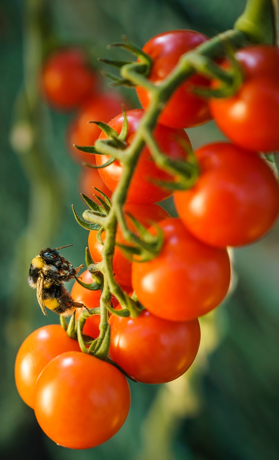 Close-up of the climate-friendly ripened Blumau tomato from Frutura. © Philipp Platzer